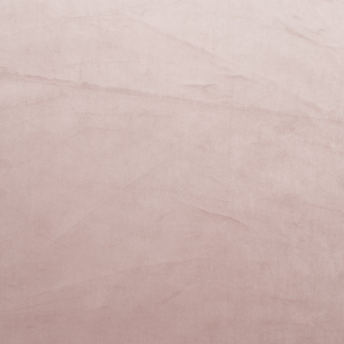 Valencia Velvet Mallow